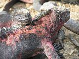 Galapagos 3-1-04 Espanola Punta Suarez Marine Iguanas Close Up Here is a close up of two colourful Espanola marine iguanas.